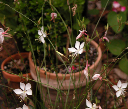 Gaura Wand Flower Photo